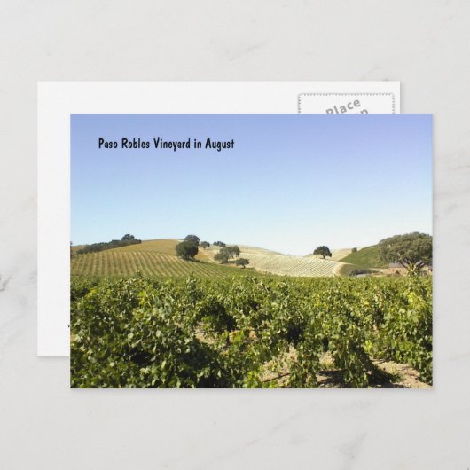 Postkarte: Paso Robles Weinberg im August Postkarte (Vorne/Hinten)