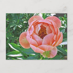 Postkarte, "PEACHY PINK PEONY" Postkarte