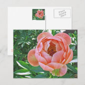 Postkarte, "PEACHY PINK PEONY" Postkarte (Vorne/Hinten)