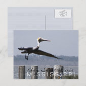 Postkarte "Pelican on Bay" (Vorne/Hinten)