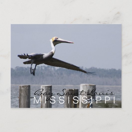 Postkarte "Pelican on Bay" (Vorderseite)