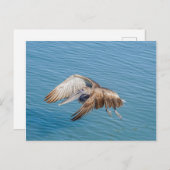 Postkarte - Pelikan im Flug (Vorne/Hinten)