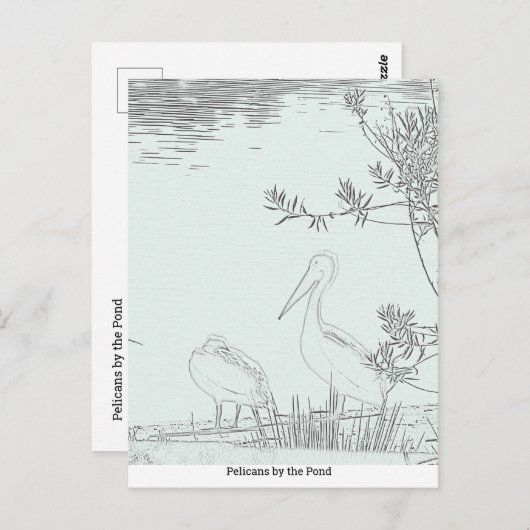 Postkarte - Pelikane am Teich (Vorne/Hinten)