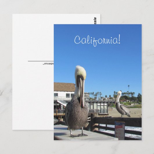 Postkarte - Pelikane auf Pier (Vorne/Hinten)