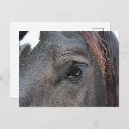 Postkarte Percheron (Vorne/Hinten)