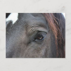 Postkarte Percheron