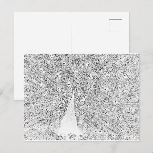 Postkarte - Pfau bis Farbe (Vorne/Hinten)