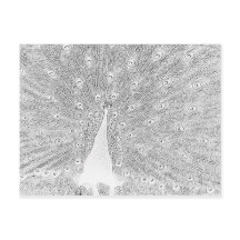 Postkarte - Pfau bis Farbe