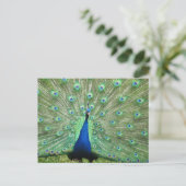 Postkarte - Pfau mit geflochtenem Schwanz (Stehend Vorderseite)