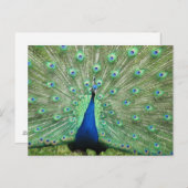 Postkarte - Pfau mit geflochtenem Schwanz (Vorne/Hinten)