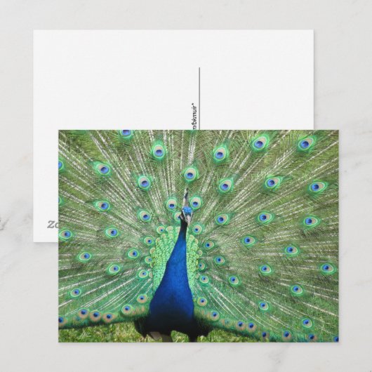 Postkarte - Pfau mit geflochtenem Schwanz (Vorne/Hinten)