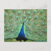 Postkarte - Pfau mit geflochtenem Schwanz (Vorderseite)