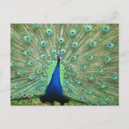 Postkarte - Pfau mit geflochtenem Schwanz