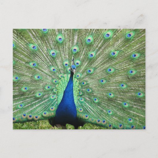Postkarte - Pfau mit geflochtenem Schwanz (Vorderseite)
