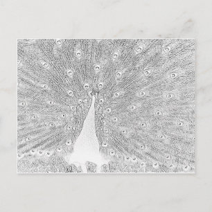 Postkarte - Pfau zum Ausmalen
