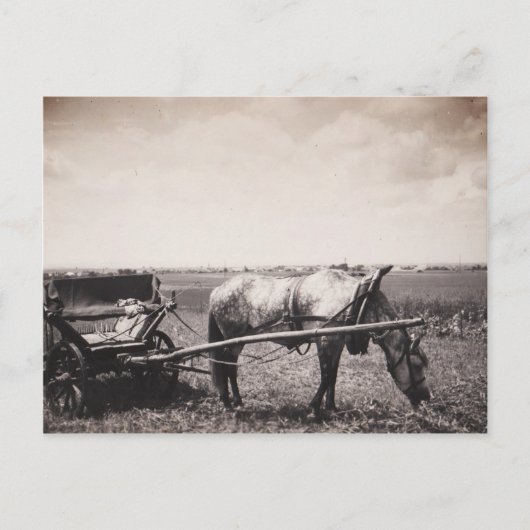 Postkarte "Pferd und Beförderung" (Vorderseite)