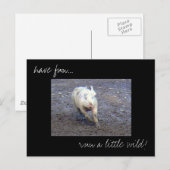 Postkarte "Pig Run Wild"-Foto (Vorne/Hinten)