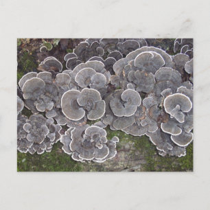 Postkarte "Pilzcluster"