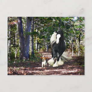 Postkarte "Pine Barrens Run"
