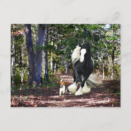 Postkarte "Pine Barrens Run" (Vorderseite)