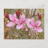 Postkarte - Pink Guara (Vorderseite)