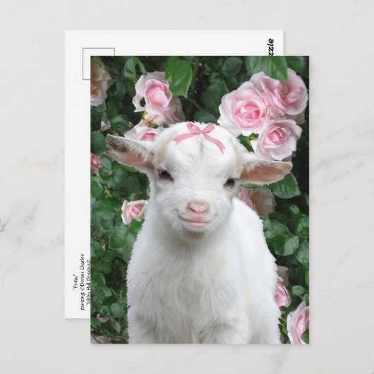 Postkarte "Pinky" (Vorne/Hinten)