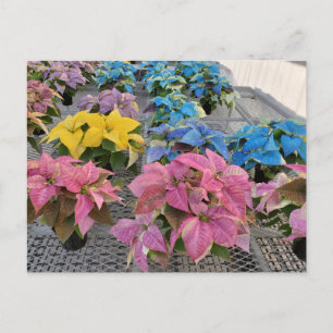 Postkarte Poinsettia
