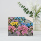 Postkarte Poinsettia (Stehend Vorderseite)