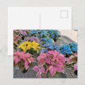Postkarte Poinsettia (Vorne/Hinten)