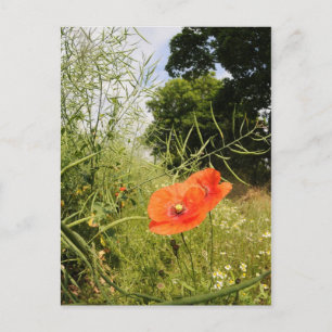 Postkarte "Poppy"