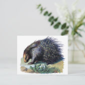 Postkarte - Porcupine (Stehend Vorderseite)