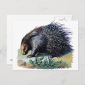 Postkarte - Porcupine (Vorne/Hinten)