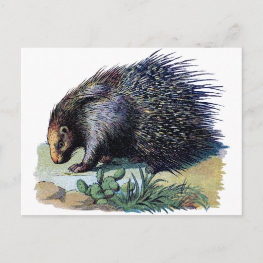 Postkarte - Porcupine (Vorderseite)