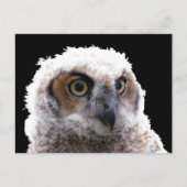 Postkarte - Portrait der Jungschale (Vorderseite)
