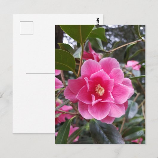 Postkarte: Postkarte (Vorne/Hinten)