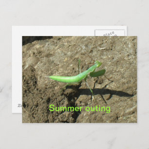 Postkarte - Prachtmantis