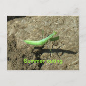 Postkarte - Prachtmantis (Vorderseite)