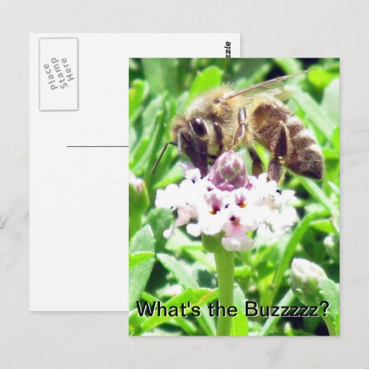 Postkarte - Profil einer Honigbiene (Vorne/Hinten)