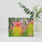 Postkarte - Protea in Kirstenbosch (Stehend Vorderseite)
