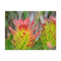 Postkarte - Protea in Kirstenbosch