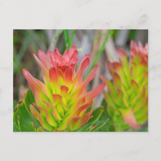 Postkarte - Protea in Kirstenbosch (Vorderseite)