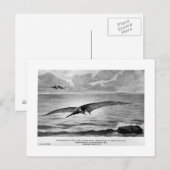 Postkarte Pteranodon (Vorne/Hinten)