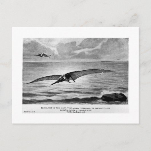 Postkarte Pteranodon (Vorderseite)