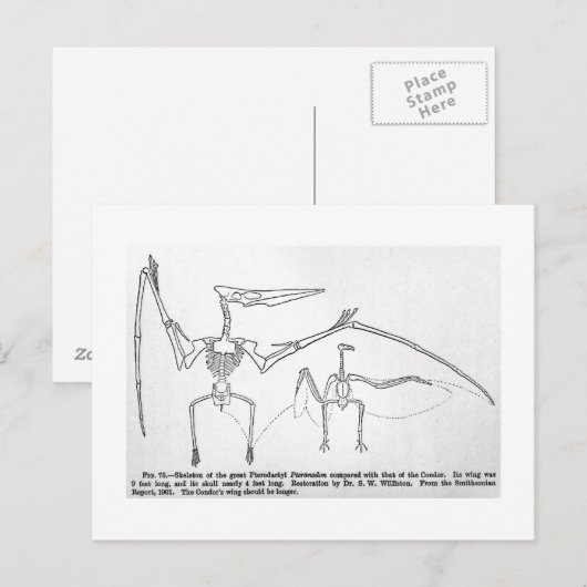 Postkarte Pteranodon Skelett (Vorne/Hinten)