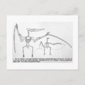 Postkarte Pteranodon Skelett (Vorderseite)