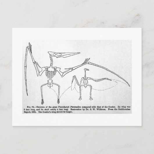 Postkarte Pteranodon Skelett (Vorderseite)