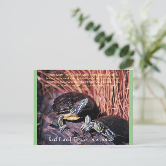 Postkarte "Red Eared Turtles" (Stehend Vorderseite)