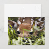 Postkarte - Reh (Vorne/Hinten)