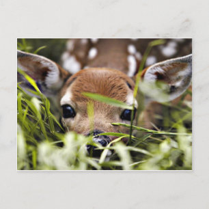 Postkarte - Reh