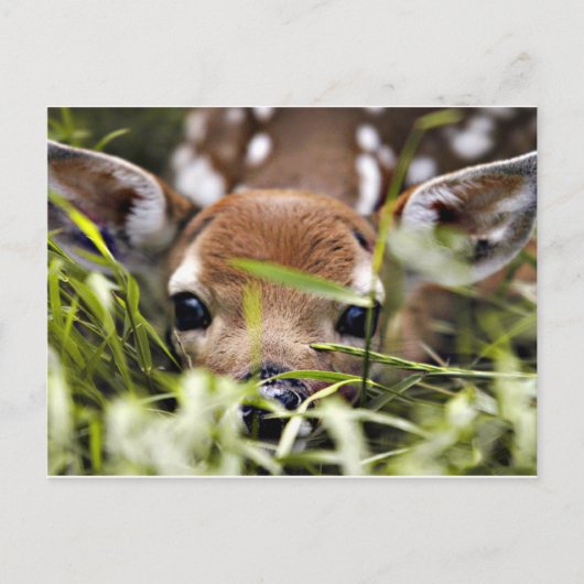Postkarte - Reh (Vorderseite)